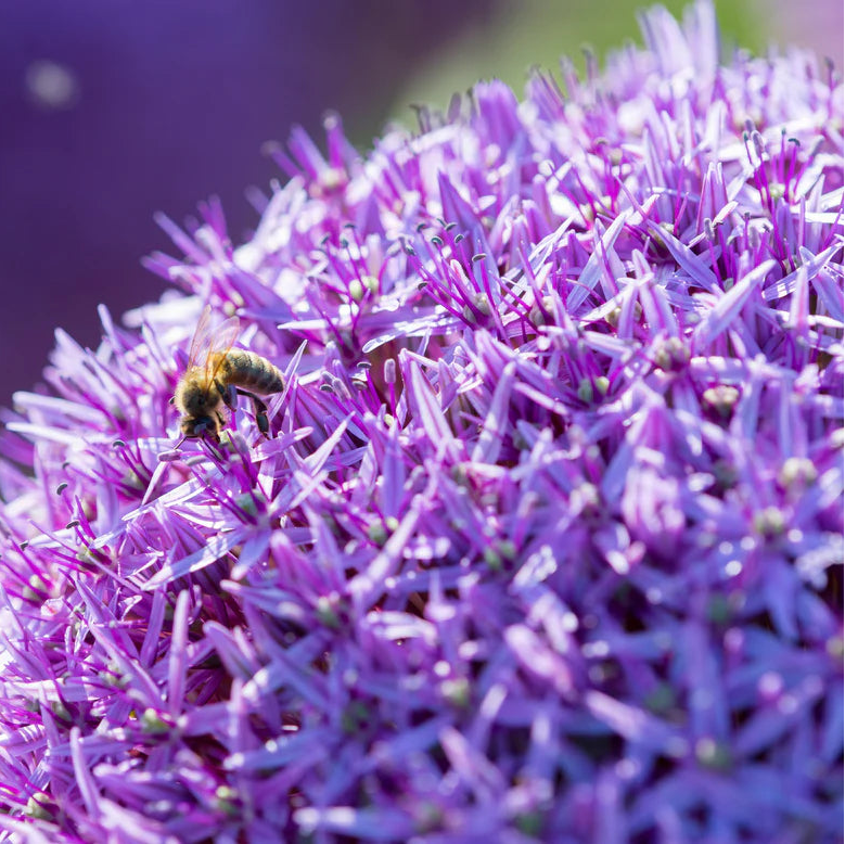 Allium 'Globemaster'
