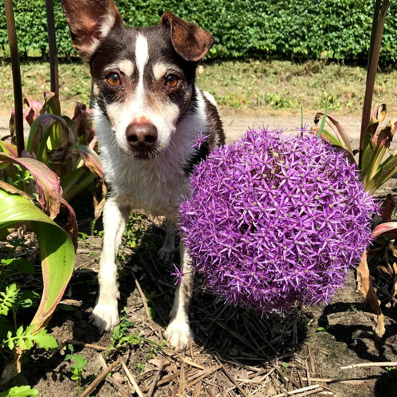 Allium 'Globemaster'