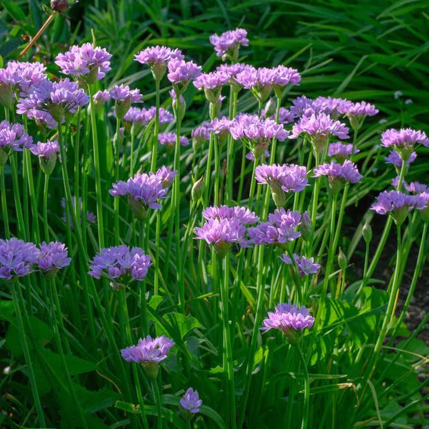 Allium sauvages Mix