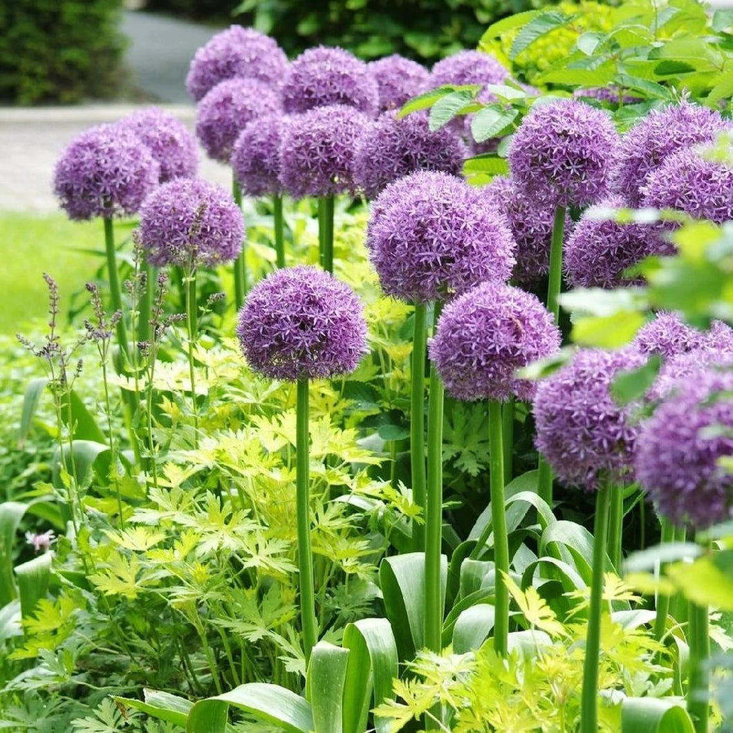 Ajo ornamental gigante