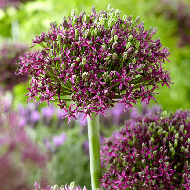 Allium Magic