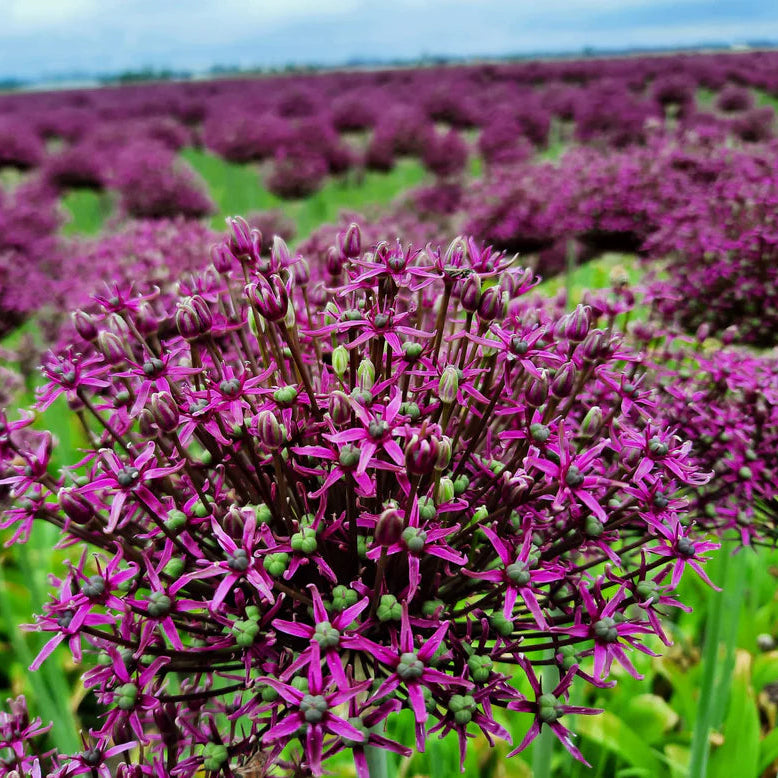Allium Magic