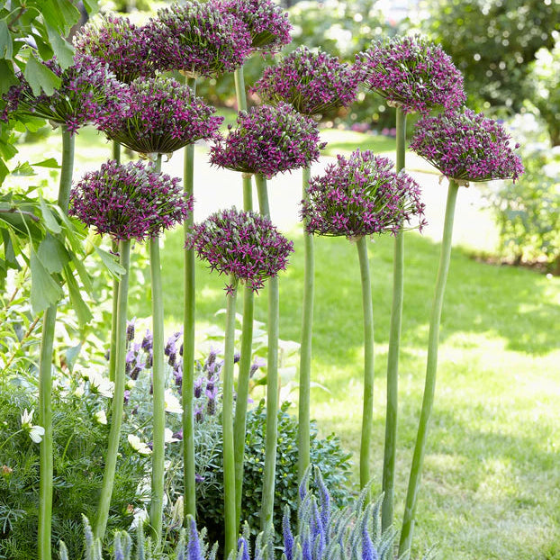 Allium Magic