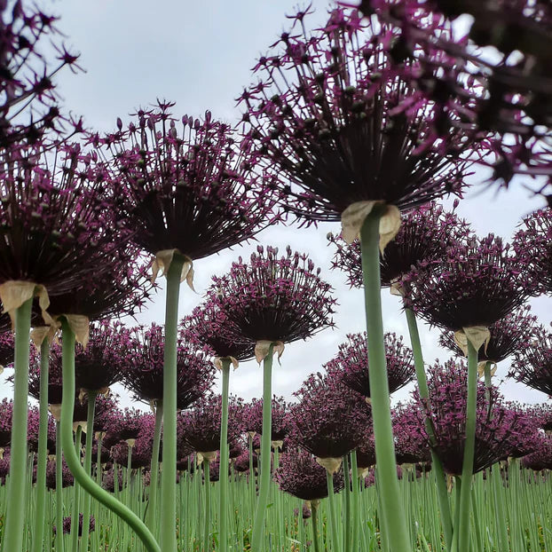 Allium Magic