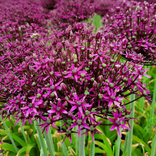 Allium Magic