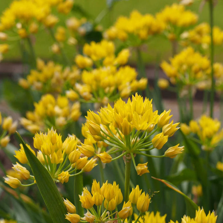 Allium sauvages Mix
