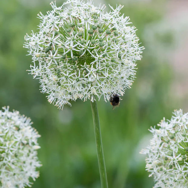 Allium 'Mont Everest'