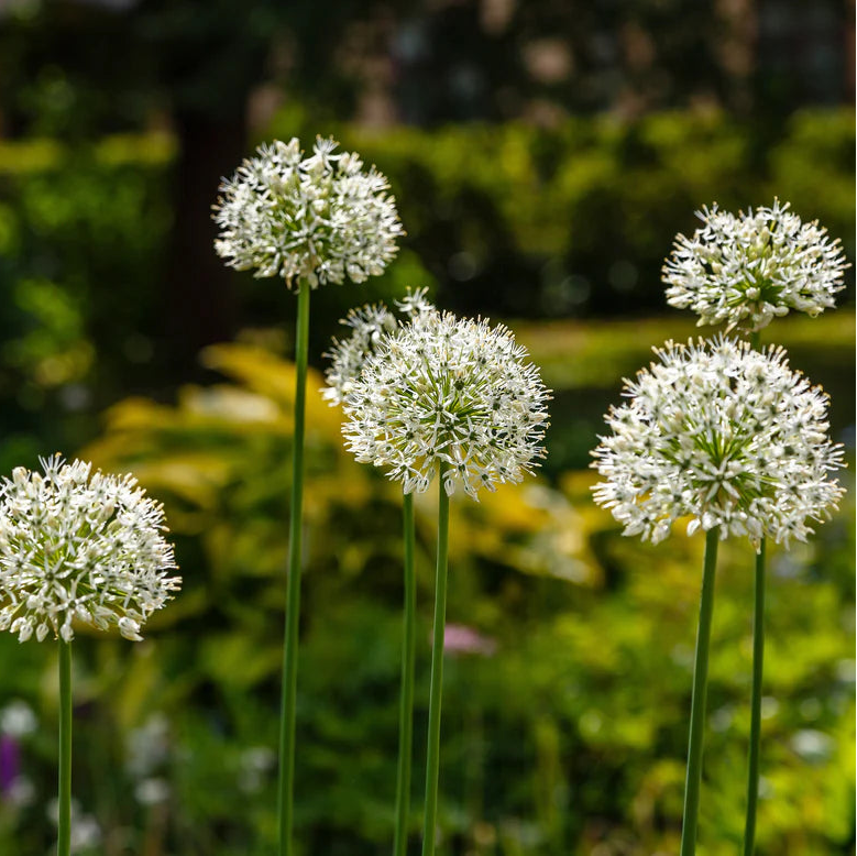 Allium 'Mont Everest'