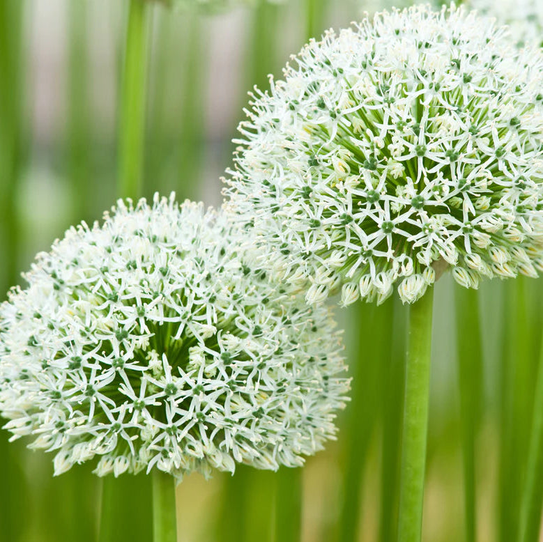 Allium 'Mont Everest'