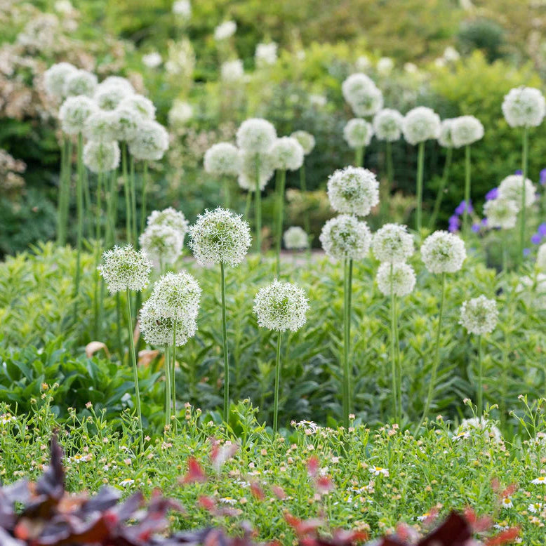Allium 'Mont Everest'