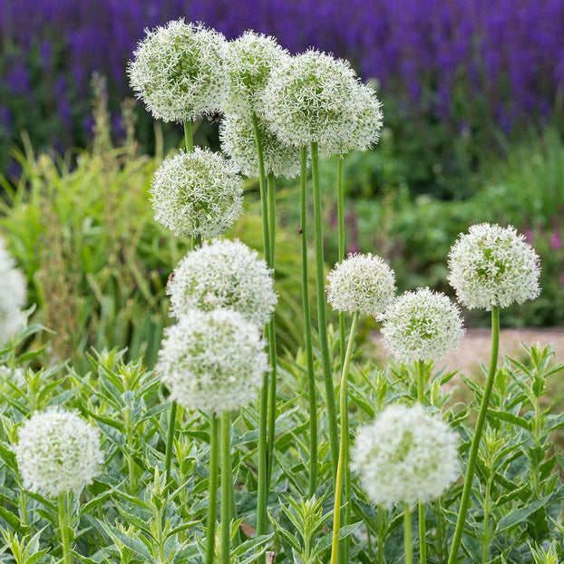 Allium 'Mont Everest'