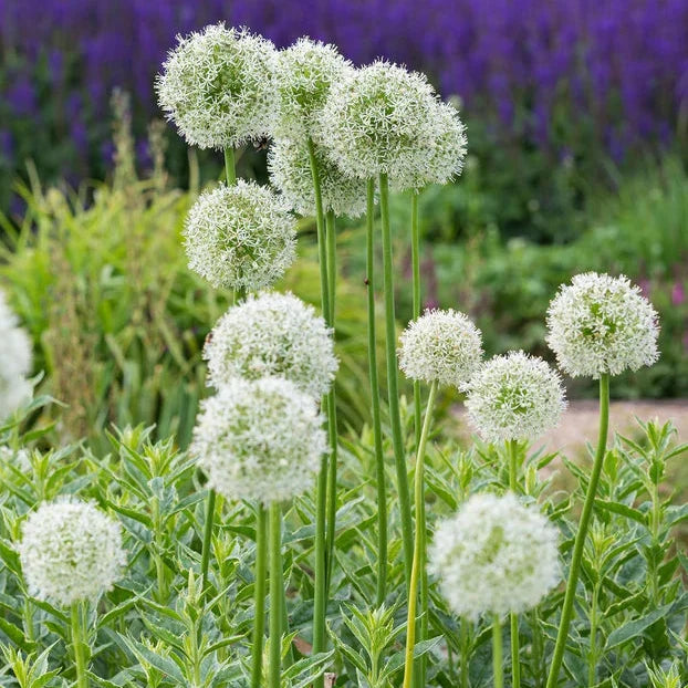 Pack allium en mélange