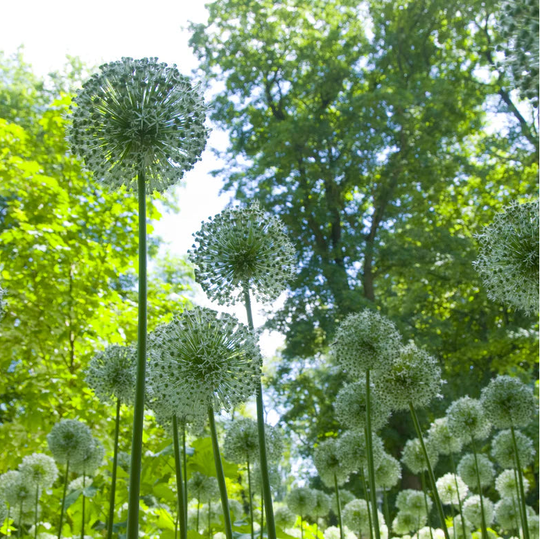 Allium 'Mont Everest'