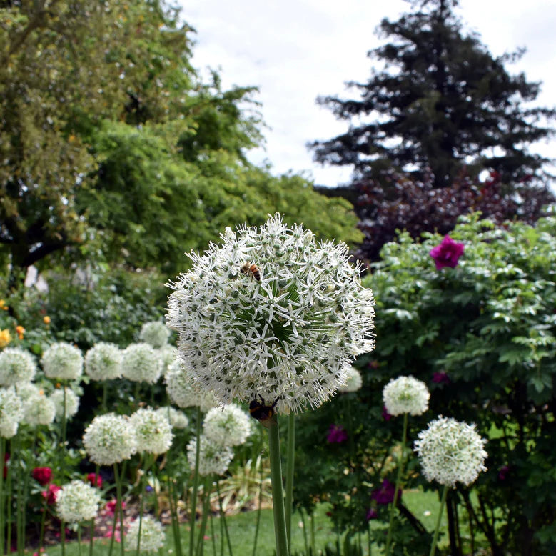 Allium 'Mont Everest'