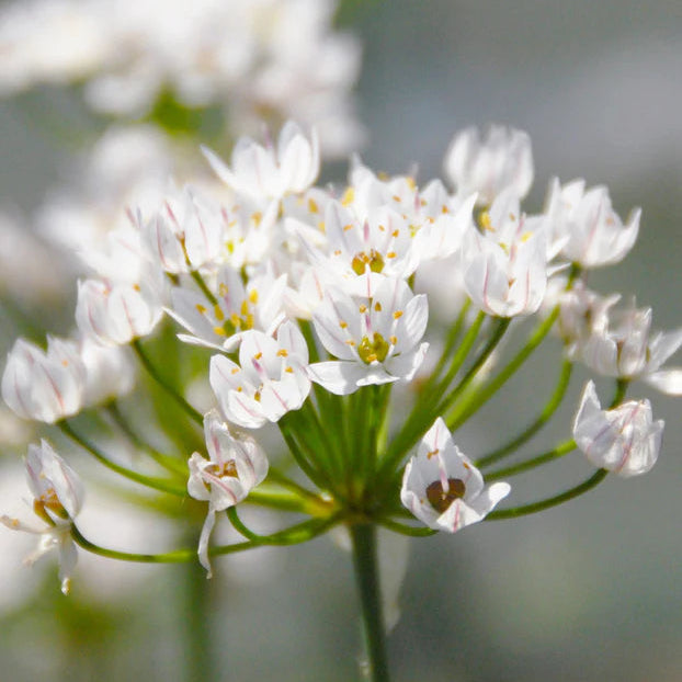 Allium sauvages Mix