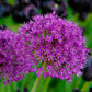 Allium Purple Sensation