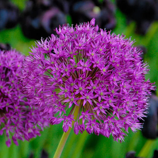 Allium Purple Sensation
