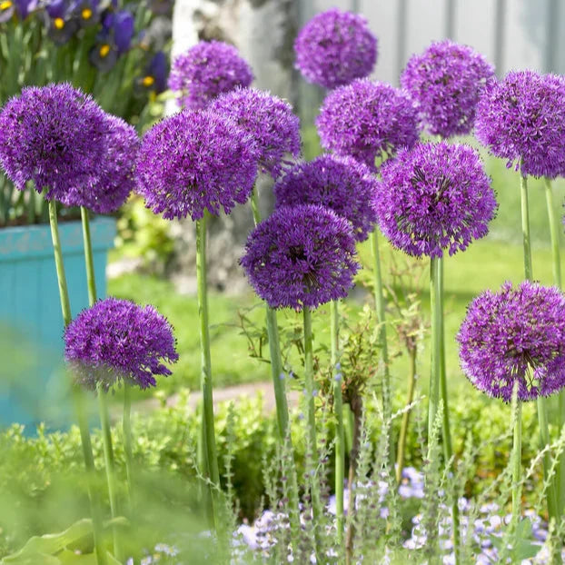 Pack allium en mélange