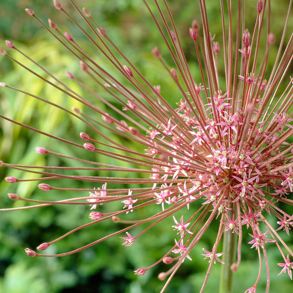 Allium Schubertii