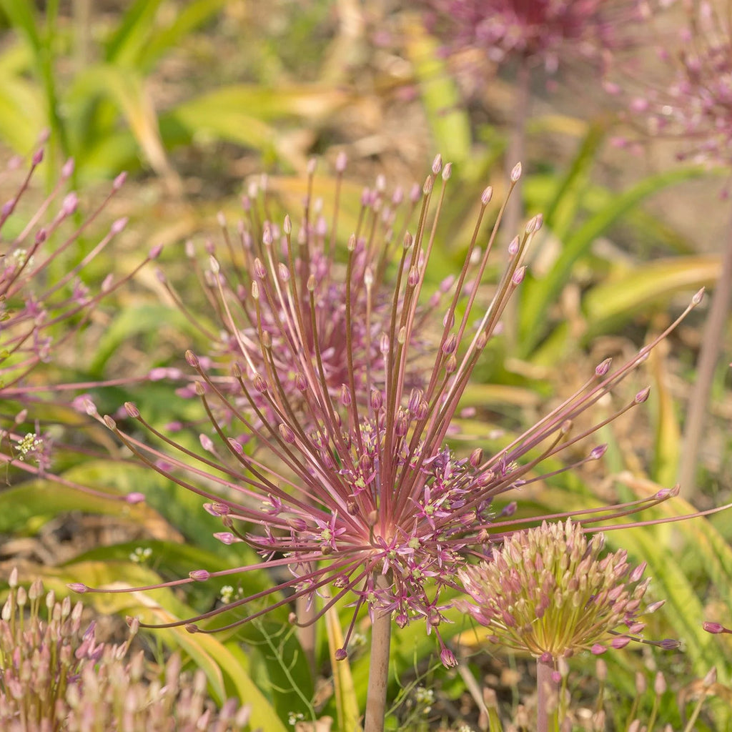 Allium Schubertii