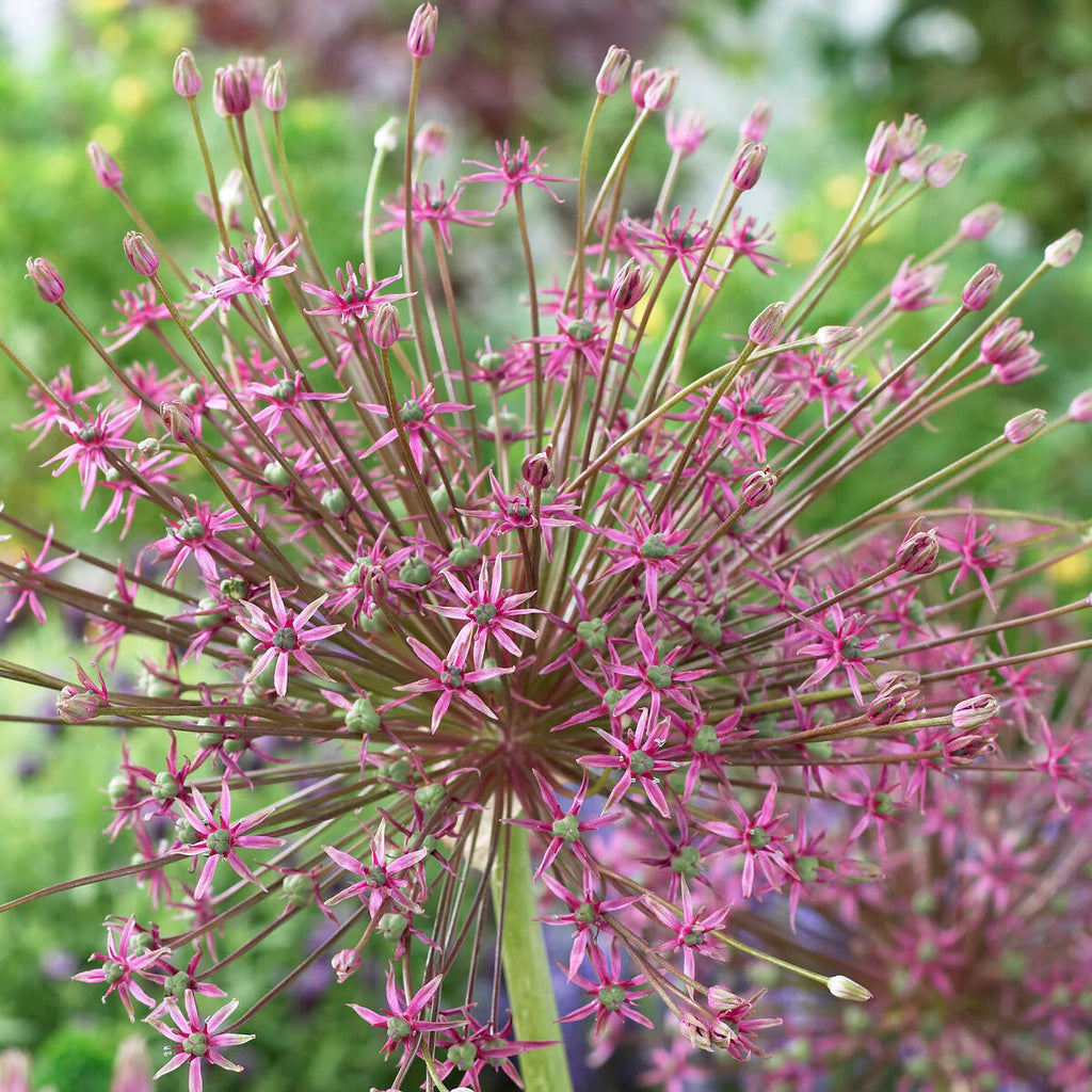 Allium Schubertii