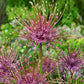 Allium Schubertii
