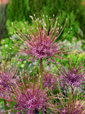 Allium Schubertii