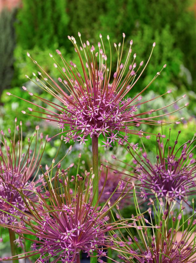 Allium Schubertii Imagen