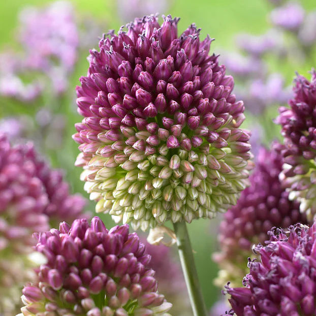 Allium sphaerocephalon