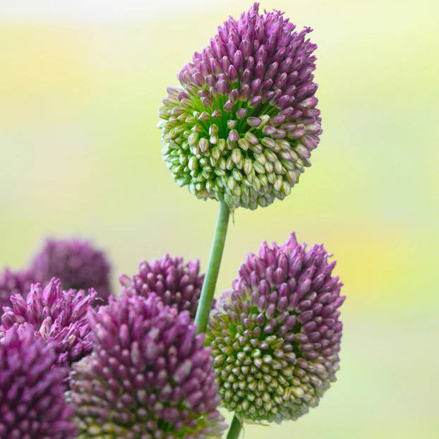 Allium sphaerocephalon