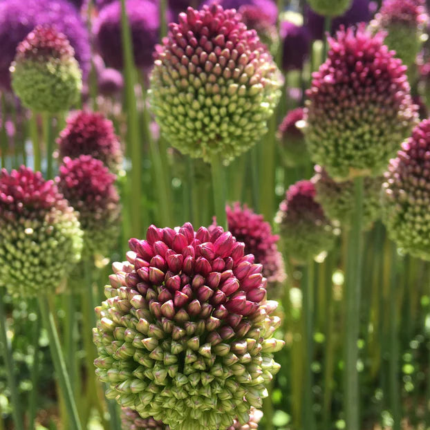 Allium sphaerocephalon