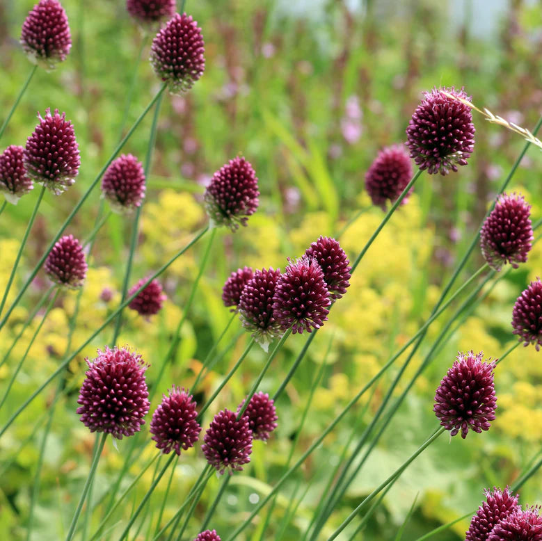 Allium sphaerocephalon