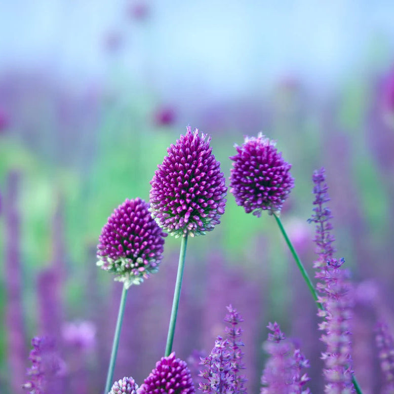 Allium sphaerocephalon