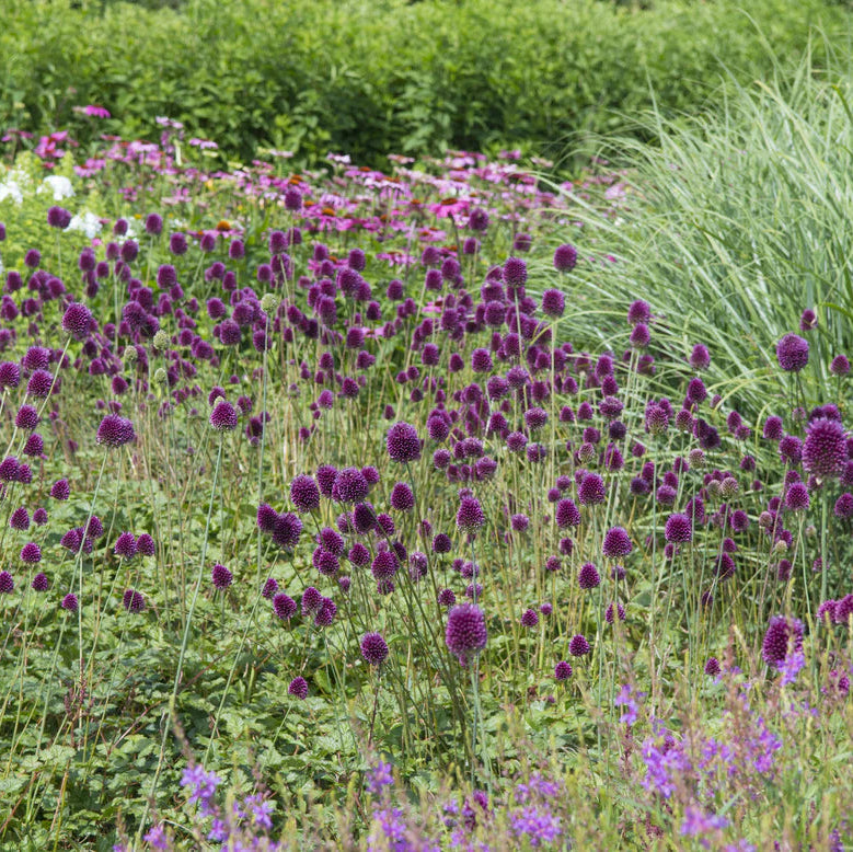 Allium sphaerocephalon