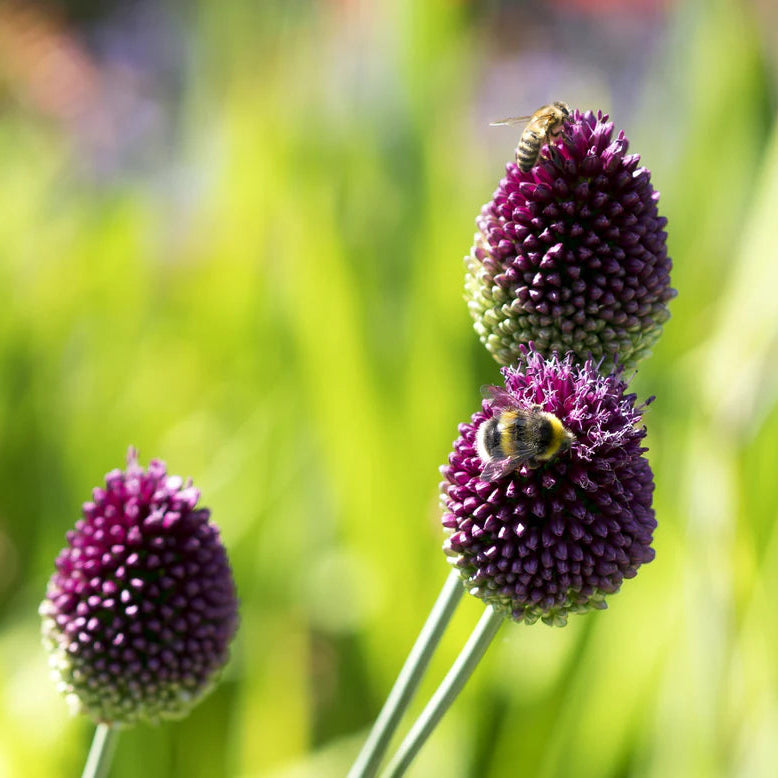Allium sphaerocephalon