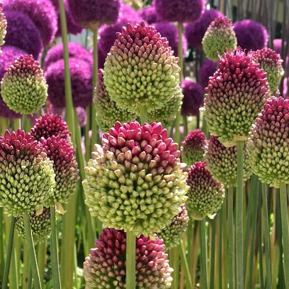 Allium sphaerocephalon