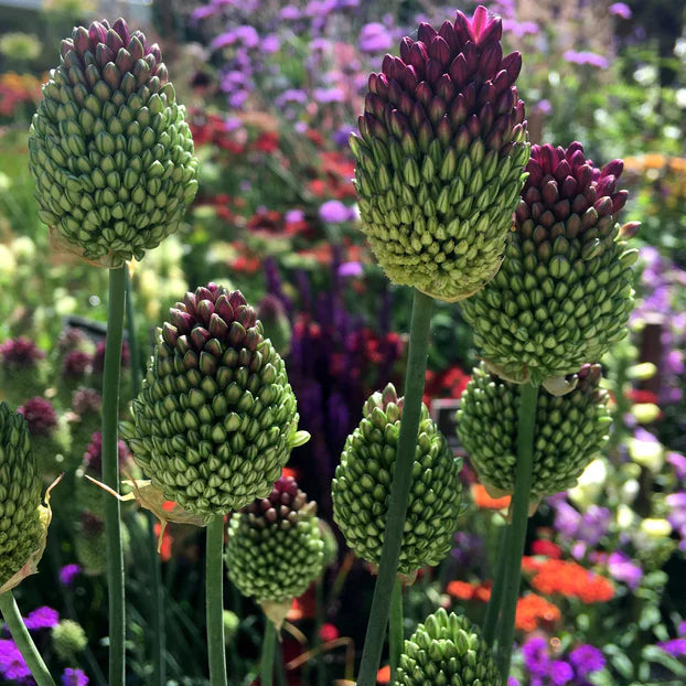 Allium sphaerocephalon