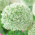 Allium d'ornement géant blanc