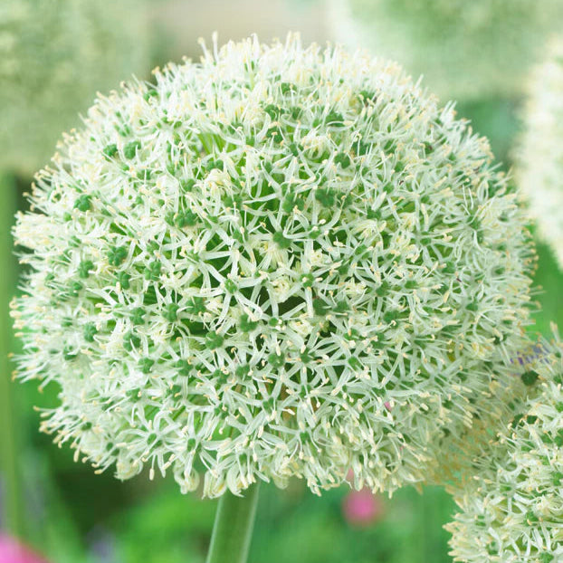 Allium d'ornement géant blanc Imagen