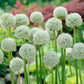 Allium d'ornement géant blanc