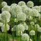 Allium d'ornement géant blanc