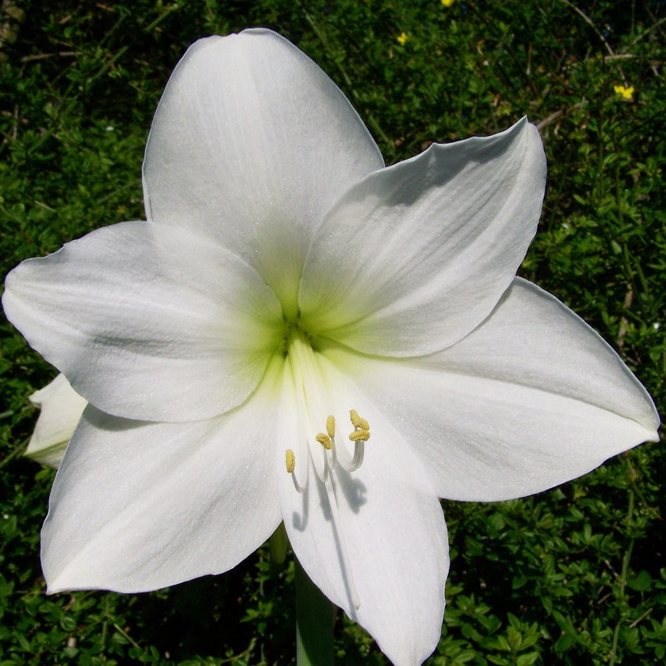 Amaryllis Blanc