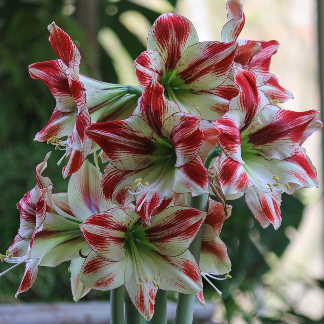 Amaryllis Striée