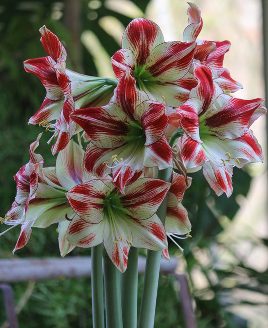 Amaryllis Striée