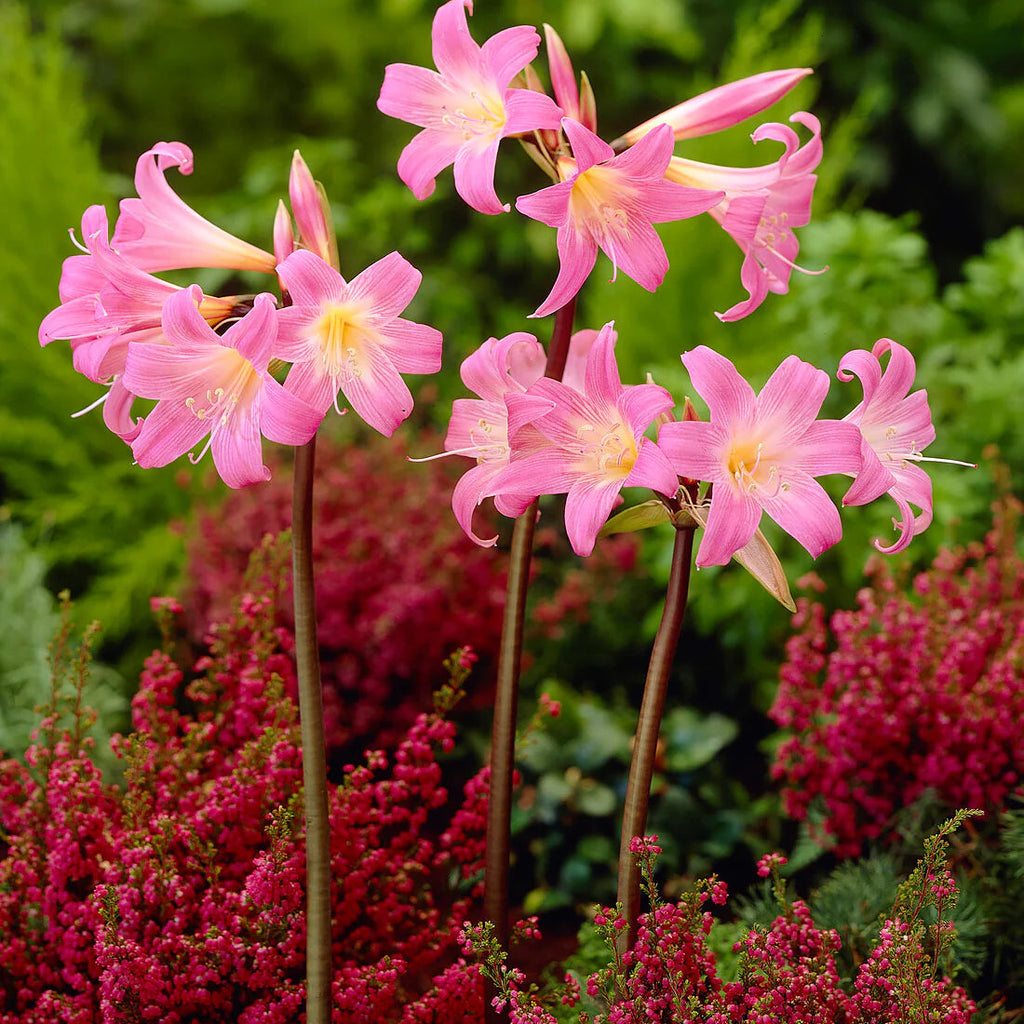 amaryllis-belladonna