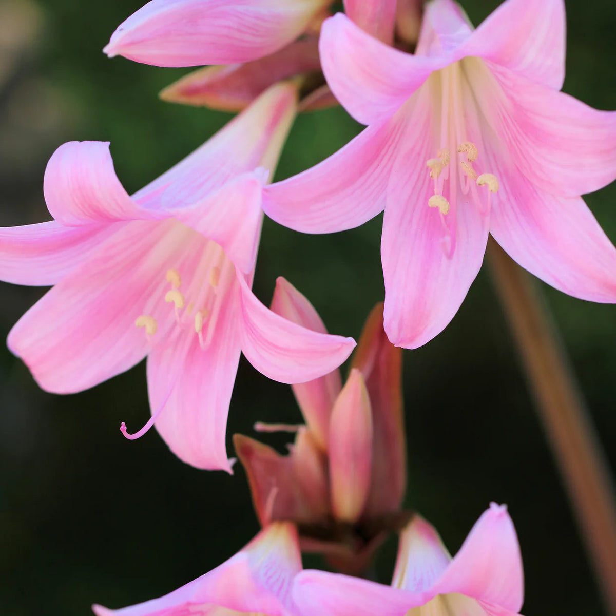 amaryllis-belladonna