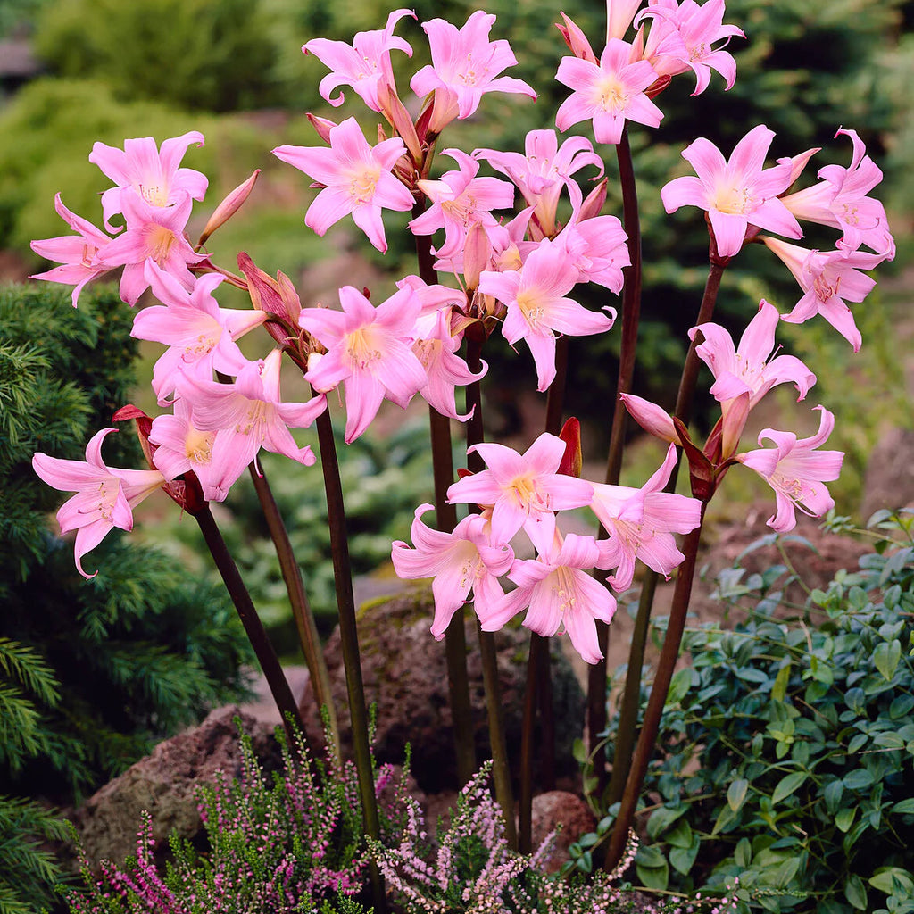 amaryllis-belladonna