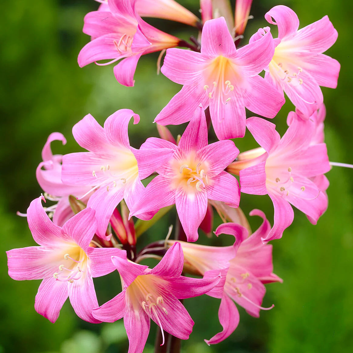 amaryllis-belladonna