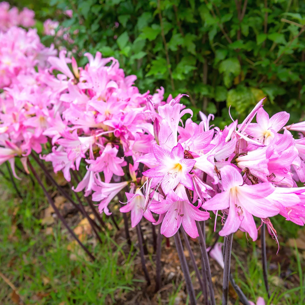 amaryllis-belladonna