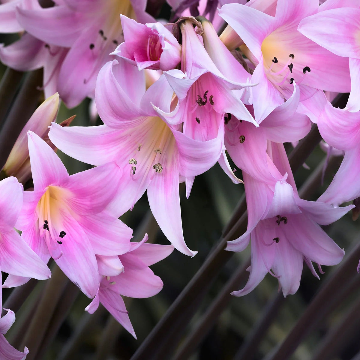 amaryllis-belladonna